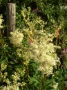 Maedesuess - Filipendula ulmaria * 694 x 926 * (357KB)